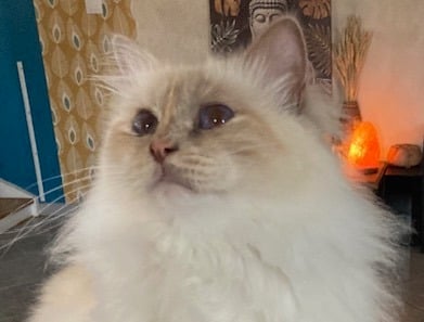 sacré de birmanie lilac tortie point