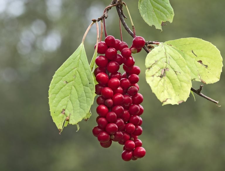 schizandra