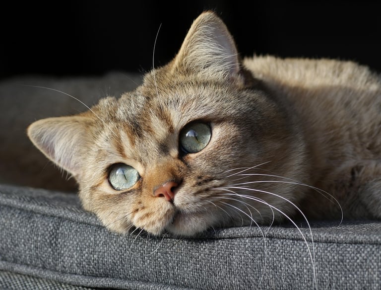 Shorthair cat with green eyes resting on a gray couch.