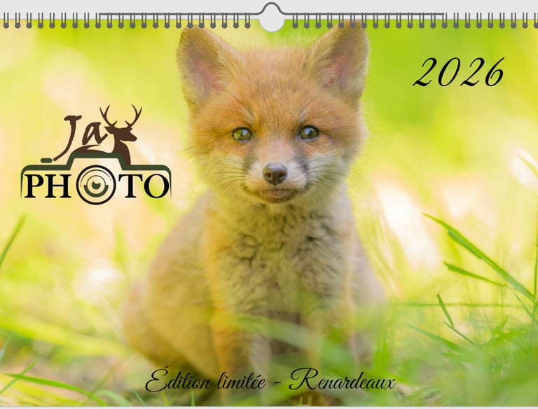 Calendrier 2026 JayPhoto, couverture renardeau — format 20×30