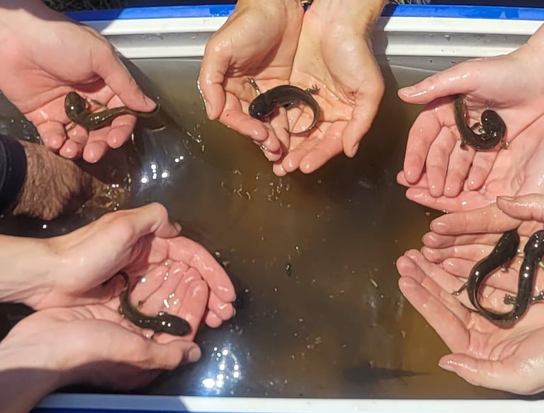 California tiger salamander larvae at a site in Madera County, CA