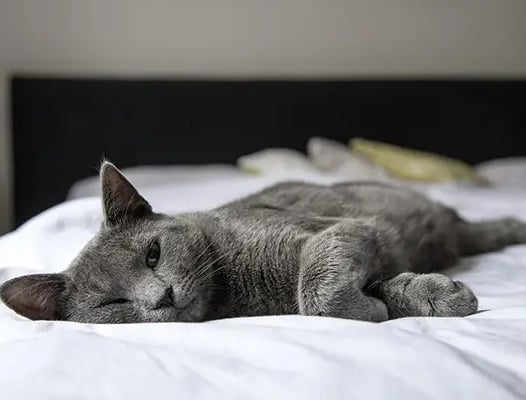 Un chat gris faisant la sieste sur le lit familial, en toute détente - KittySitterMarrakech