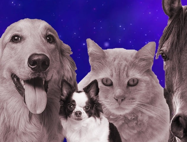 2 dogs, a cat and a horse, beloved companion animals