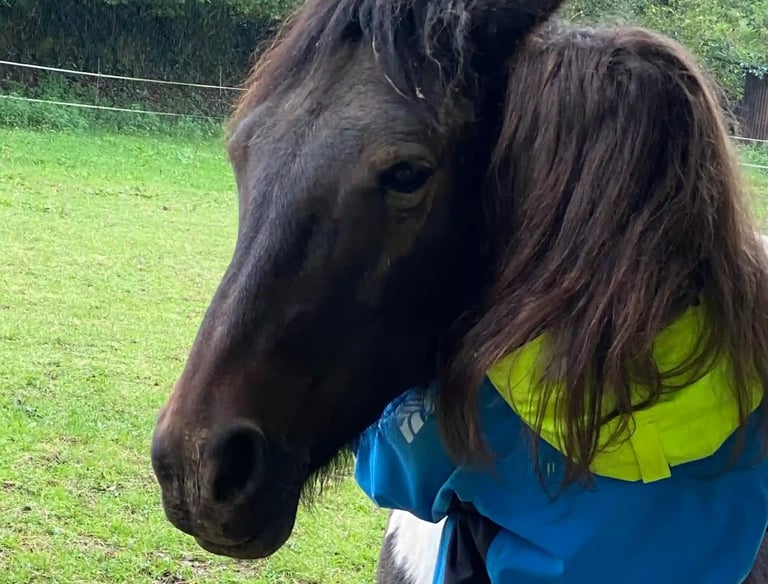 Calin entre un cheval et une femme - médiation équine