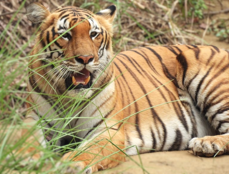 tiger in the Bardia National park
