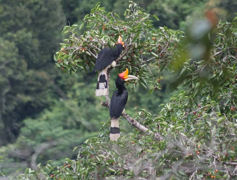 Sumatra Trekking Orangutan