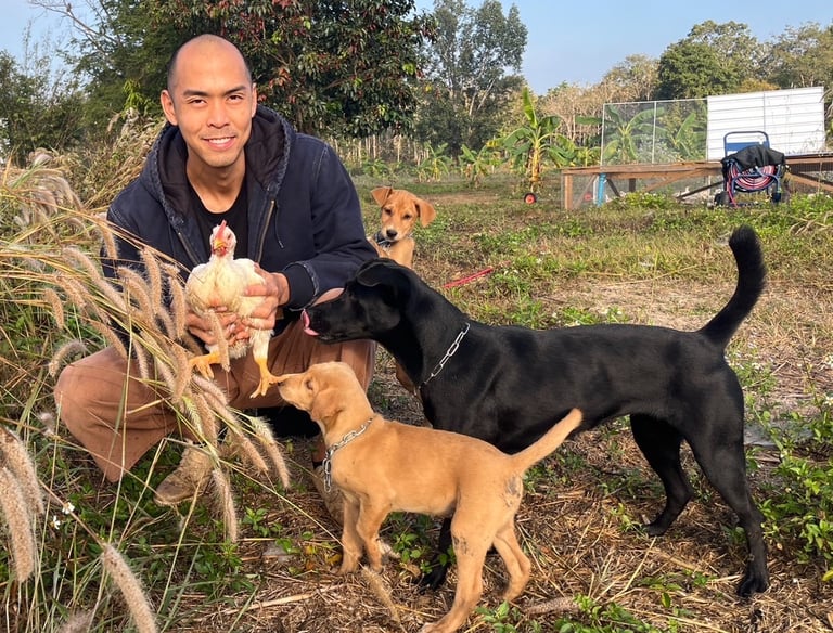 organic farm with dogs หมา ออร์แกนิค