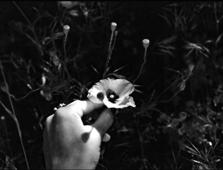 a delicate black and white image of a hand picking a beautiful flower