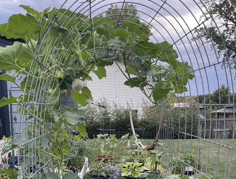Incorporating different growing modalities - squash plant growing on arched trellis