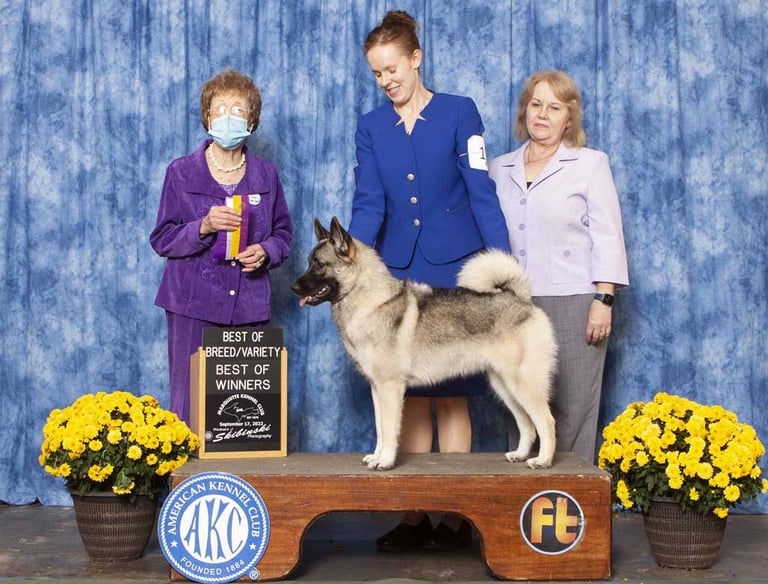 Norwegian Elkhound win photo