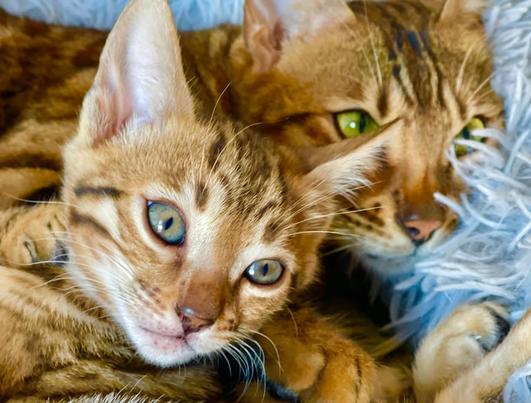 Gato Bengalí