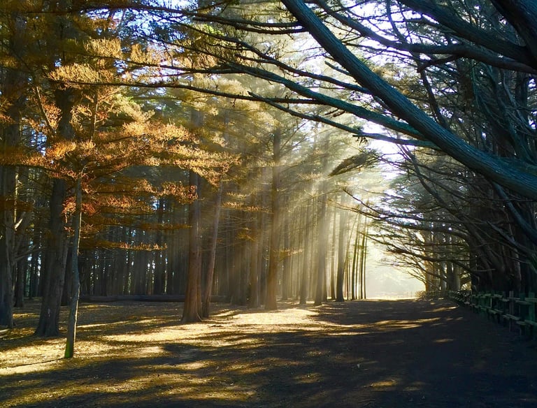 Cami Hoang – Forest Light Awakening | Home Reiki Section