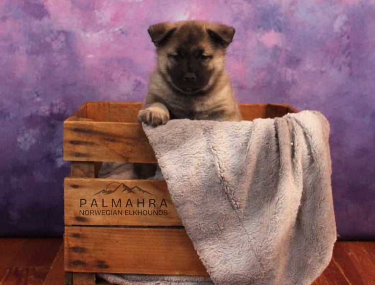 Norwegian Elkhound puppy