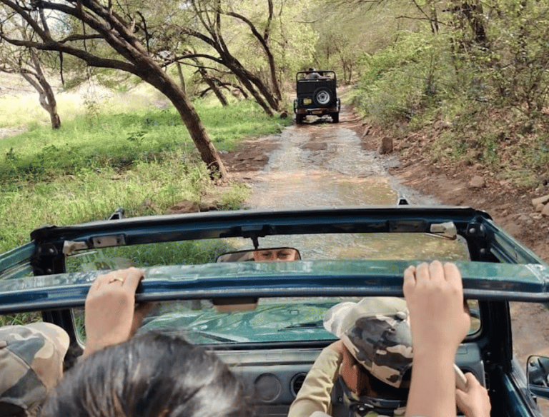 jeep safari in ranthambore national park