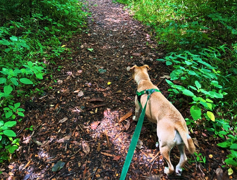 a dog is walking on a path in the woods