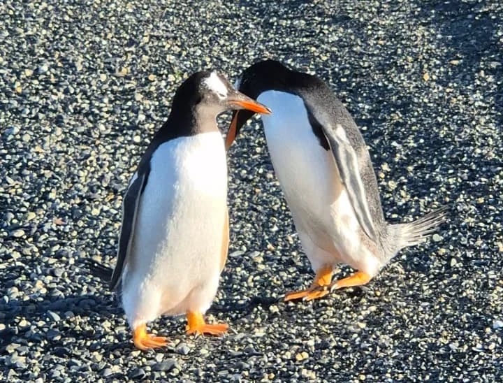 Pinguinos en ushuaia