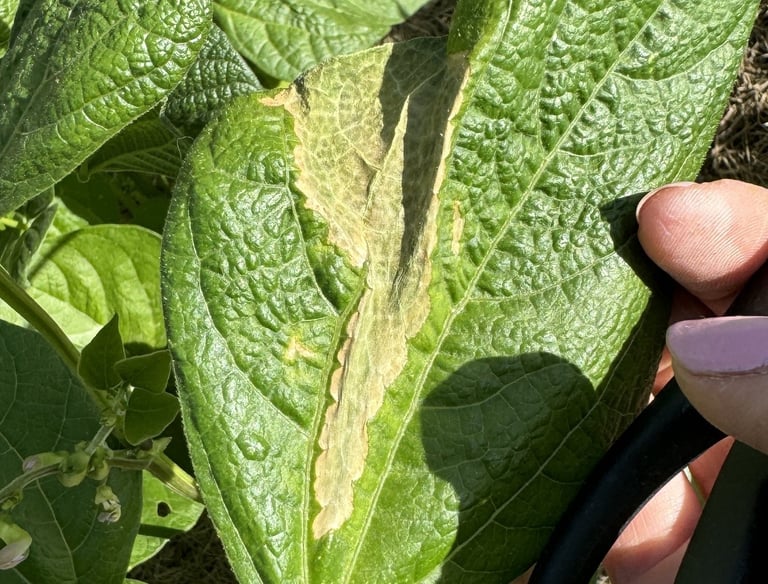 Stressed garden plant.