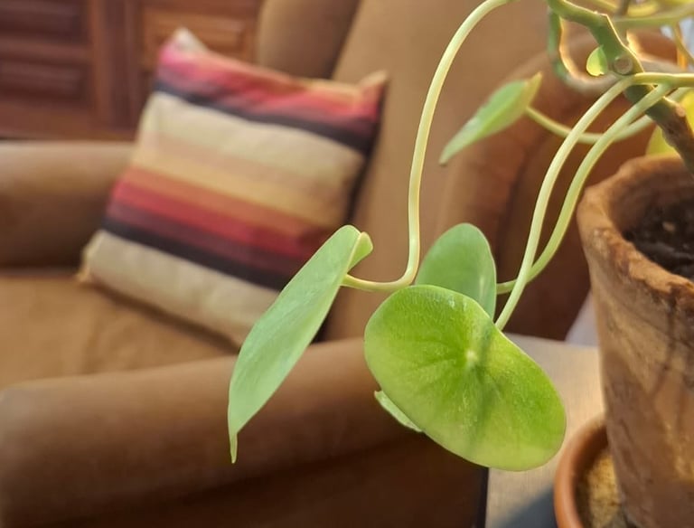 Detalhe de planta verde próxima à câmera, com poltrona desfocada ao fundo, compondo um ambiente sile