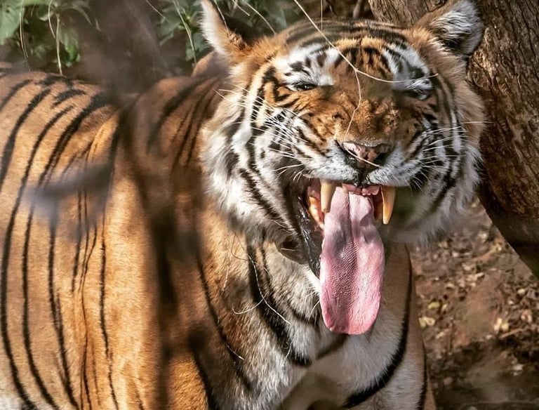 Ranthambore