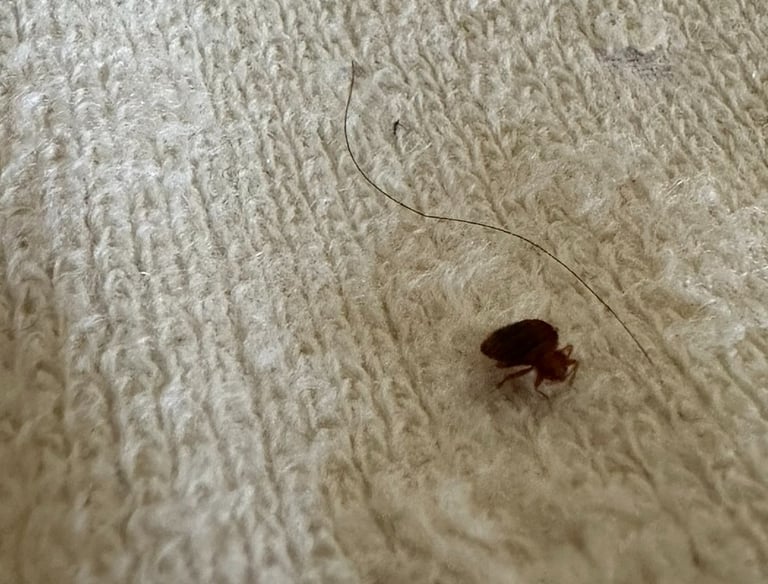 Dezynsekcja śląsk - Zwalczanie pluskwy domowej, pcheł, prusaków, karaluchów, much oraz innych owadów