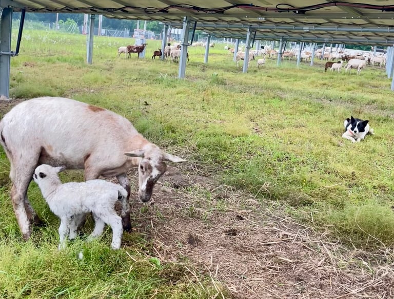 Lamb and ewe underneath solar panels