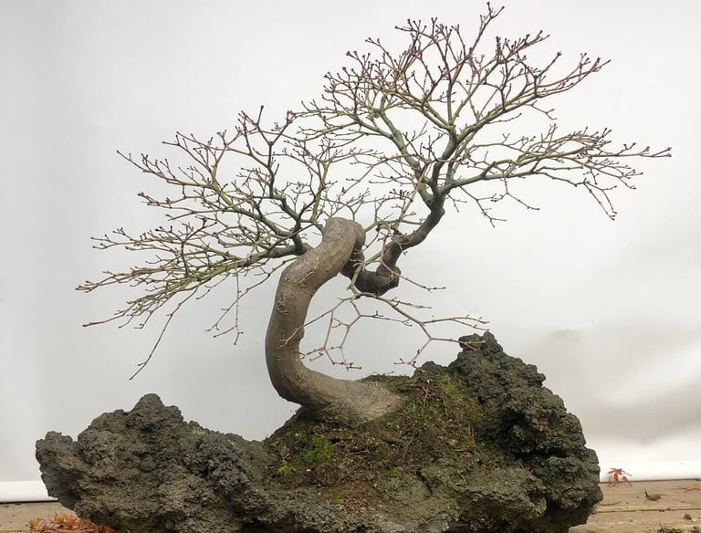 bonsai on rock. Maple bonsai