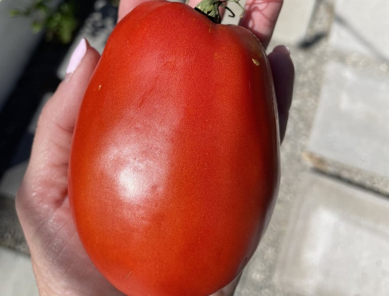 Giant homegrown Roma tomato.