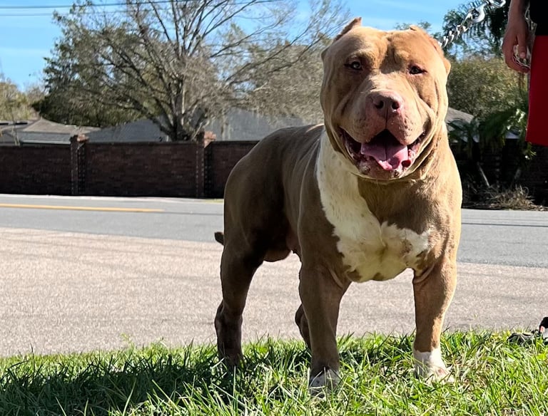 TKK AMENADIEL XL AMERICAN BULLY