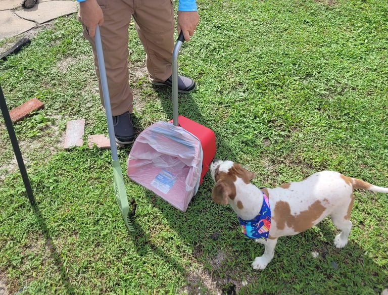 Robert using a sanitized scooper to remove waste from a customers back yard, small dog watching him