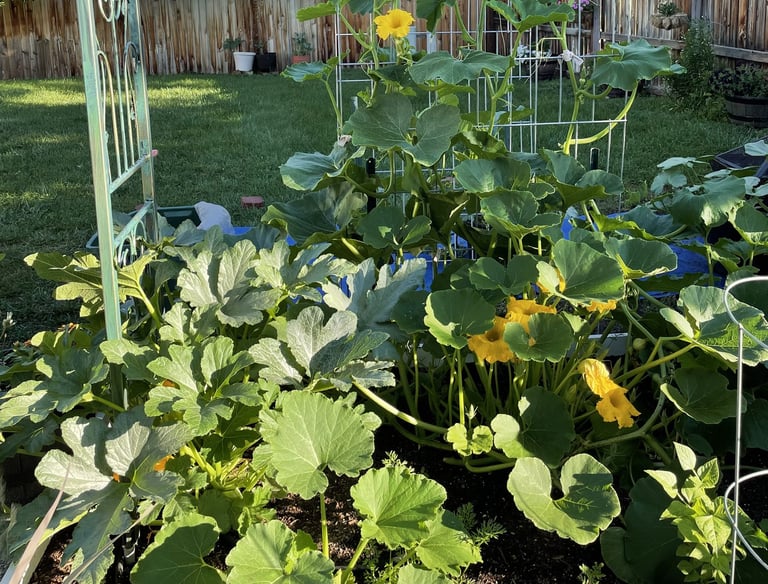 Early morning squash raised bed.