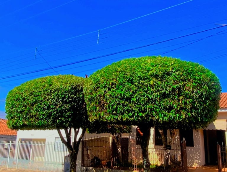 Poda de árvores com visual atraente