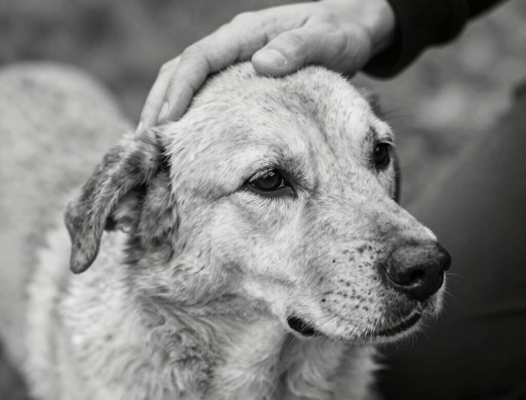 A calm, comforting scene of a pet owner holding their dog gently in a cozy living room.