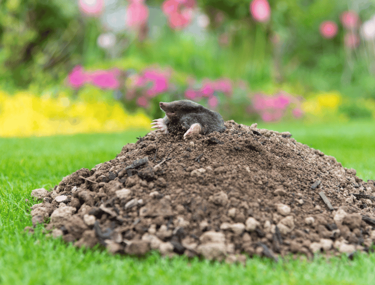 Pest Control in Dorset | Mole Problems Garden | Dark Knight Pest Control