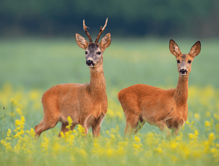 Pest Control in Dorset | Professional Deer Management | Dark Knight Pest Control
