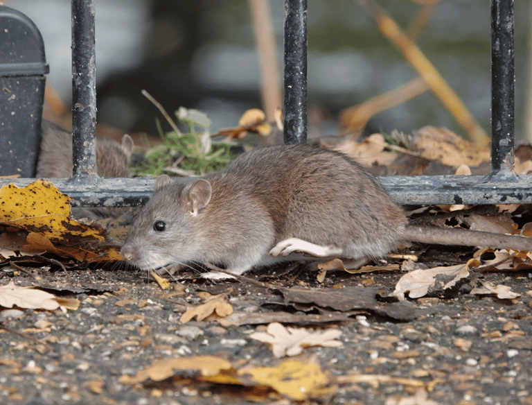 Pest Control in Dorset | Rat and Rodent Control Services | Dark Knight Pest Control
