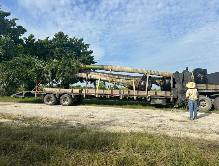 Flatbed semi-truck transporting large mature royal palm trees for landscaping installation.