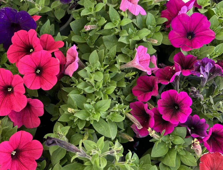 A vibrant cluster of pink, purple, and magenta petunia flowers blooming in a lush green garden bed.