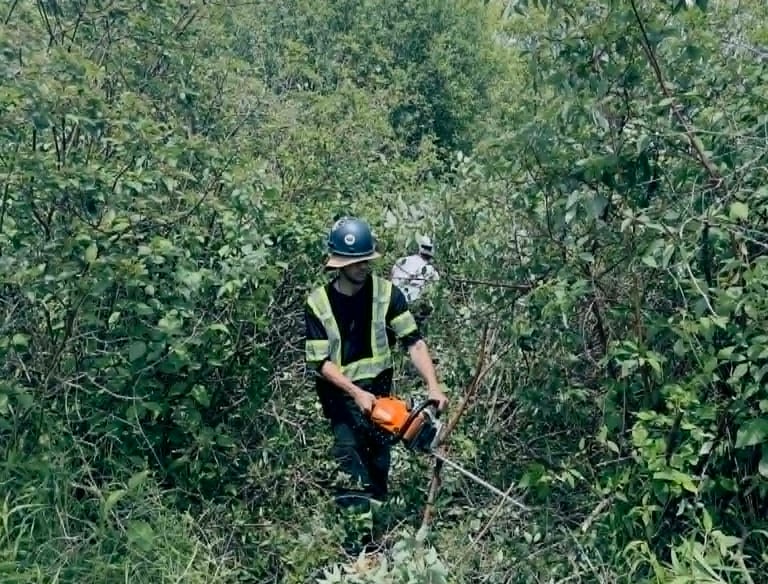 An arborist wearing a hard hat and safety vest uses a chainsaw to clear thick brush and trees.