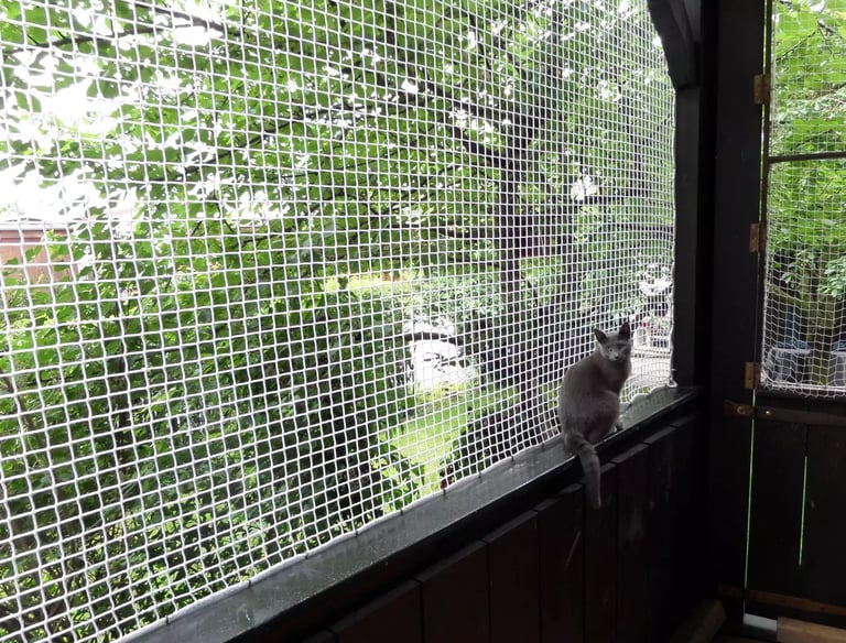 A happy cat safely perched behind a balcony net enjoying the fresh air.
