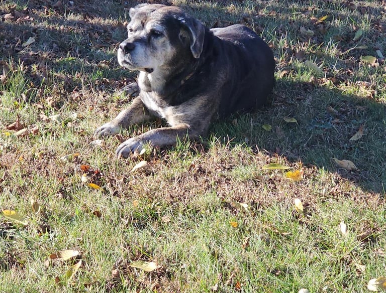 Old Dog Laying in the Grass