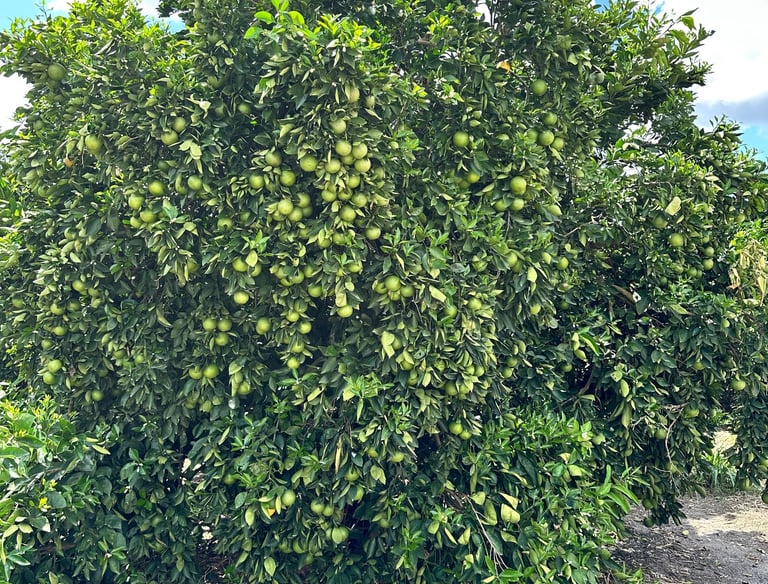 a large group of fruit trees in a field
