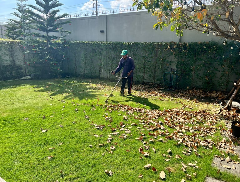 การตัดหญ้า