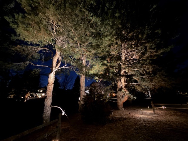 Backyard pine trees illuminated by landscape lighting at night with a house in the background.