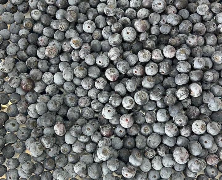 Primer plano de arándanos orgánicos frescos apilados en una bandeja de cosecha blanca 