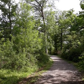 a dirt road with a dirt road and trees