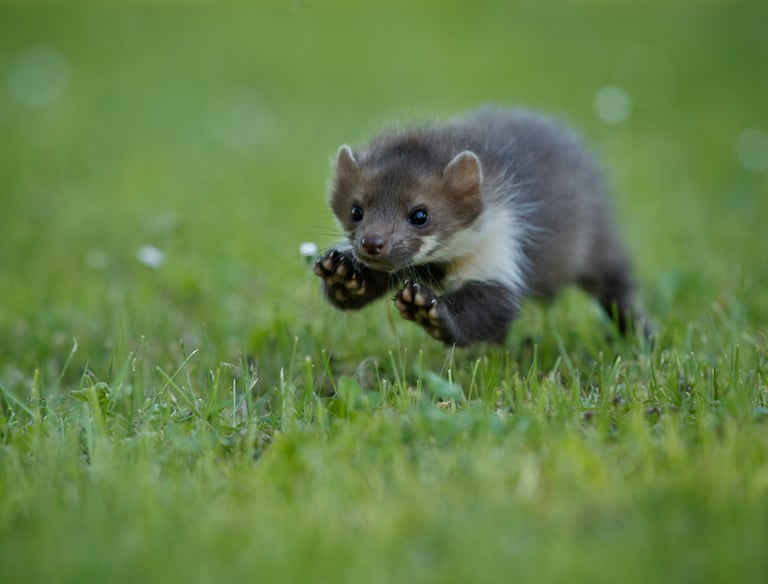 deratyzacja śląsk- zwalczanie gryzoni, szczurów, myszy, odstraszanie kuny