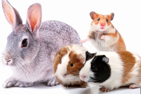 OTRAS MASCOTAS