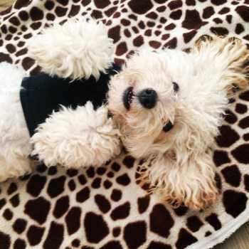 dental-care-for-maltipoo-350x350-1920w