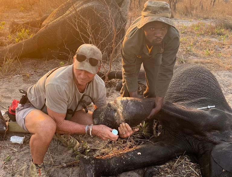Dave Bennett removing a snare from a baby elephant
