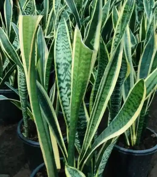 a variety of plants in pots on a patio